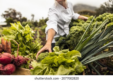 Unrecognizable Chef Harvesting Fresh Vegetables In An Agricultural Field. Self-sustainable Female Chef Arranging A Variety Of Freshly Picked Produce Into A Crate On An Organic Farm.