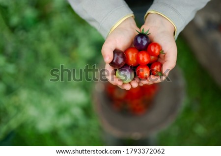 Similar – Image, Stock Photo tomato Food Vegetable