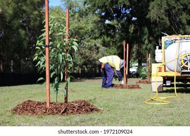 An Unrecognizable City Landscaper Worker Planting A New Trees In A Public Park.