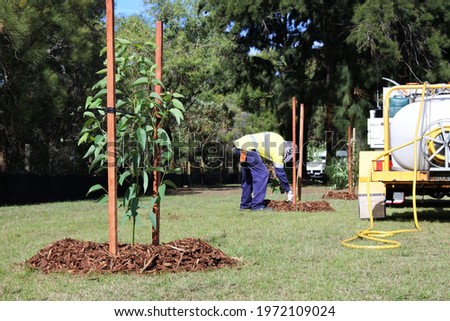 An unrecognizable city landscaper worker planting a new trees in a public park.