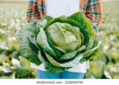 Unrecognizable close up against background of blurred vegetable field head of cabbage in hands of a farmer. A large green cabbage with many leaves in the strong hands of a field worker. Front view.