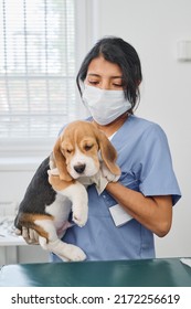 Unrecognizable Doctor Wearing Protective Mask On Face Holding Puppy Putting It On To Table For Health Check Up