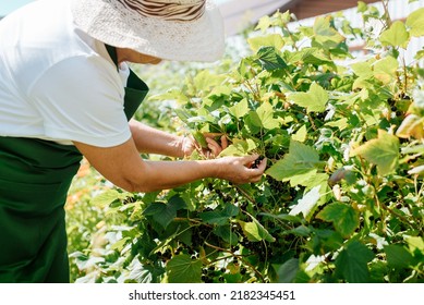 Unrecognizable elderly woman farmer in straw hat and gardener's apron picking blackcurrant berries from bush outdoors. Harvesting and gardening concept.