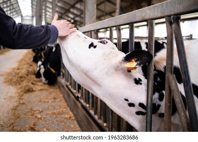 Unrecognizable Farmer Cuddling Cow At Dairy Farm.