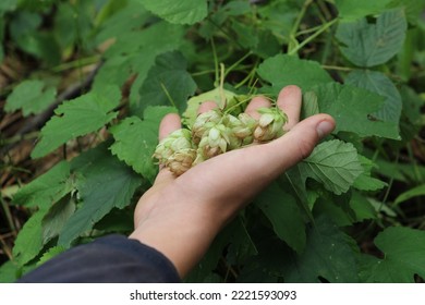 Unrecognizable Farmer Inspecting Green Hops. Human's Hand Checking Ripeness Plant.