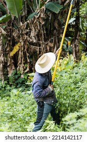 Unrecognizable Farmer Picking Fruit From The Harvest.