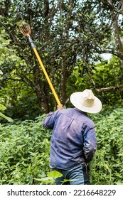 Unrecognizable Farmer Picking Fruit, Wearing Hat.