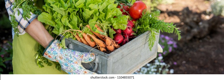 Unrecognizable female farmer holding crate full of freshly harvested vegetables in her garden. Homegrown bio produce concept. Sustainable living.
