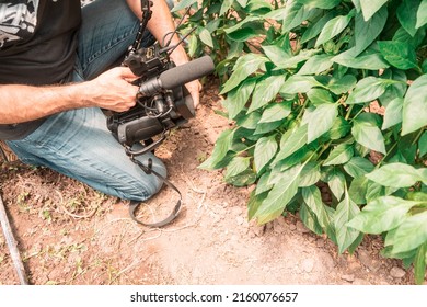 Unrecognizable Film Maker Recording Footage Of Some Green Plants Inside A Greenhouse For A Documentary