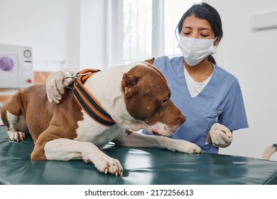 Unrecognizable Hispanic Female Doctor Wearing Mask On Face Working In Vet Clinic With Adult Pitbull Terrier Dog