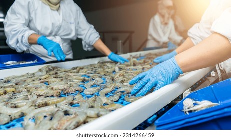 Unrecognizable Latina workers overseeing the quality of vannamei white shrimp at a conveyor at a seafood processing plant