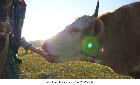 Unrecognizable Little Girl Giving Some Tasty Fruits To Cow. Curious Friendly Animal Eating From Female Hand. Farming Concept. Scenic Countryside Scene With Sunlight At Background. Slow Motion Close Up