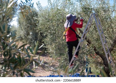 Unrecognizable Male And Female Farmer Person Working Picking Olives Directly From The Olive Tree. Traditional Autumn Harvest In The Outdoor Garden. Village, Rustic Style. Products Without Chemicals.