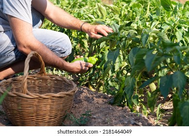 Unrecognizable Man Picking Green Peppers From An Organic Orchard. Zero Food Miles.