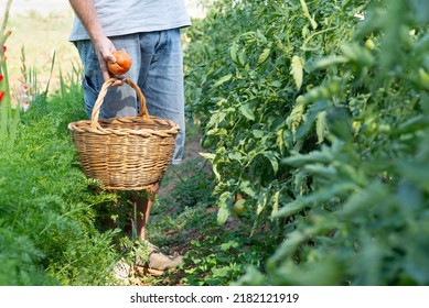 Unrecognizable Man Picking Tomatoes From Her Organic Farm. Zero Food Miles.