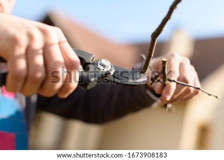 Unrecognizable man pruning fruit trees in his garden. Male gardener using pruning shears. Springtime gardening. Cropped shot, hands close up.
