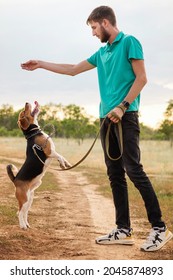 Unrecognizable man training purebred beagle wearing leash. Purebred pet standing on hind feet, smelling treats from hand of male dog owner in rural settings. Animal training concept.