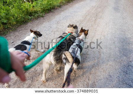 Similar – Foto Bild Trocknen des Hundes mit einem Handtuch