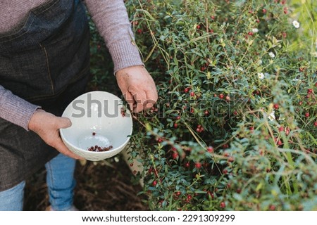 Unrecognizable mapuche woman picking chilean superfood murta berry into a bowl. Ugni molinae