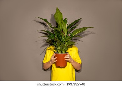 Unrecognizable people boy teenager young man hid behind pot with home flower with large green leaves. Obscured Face - Shutterstock ID 1937929948