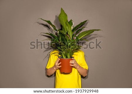 Unrecognizable people boy teenager young man hid behind pot with home flower with large green leaves. Obscured Face