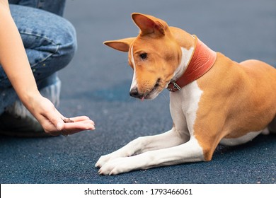 Unrecognizable Person, Hand Of Owner Is Feeding Beautiful Smart Hungry Dog With Treats As Rewards For Good Behavior. Training Of Basenji Dog, Cute Playful Pet, Puppy Outdoors.