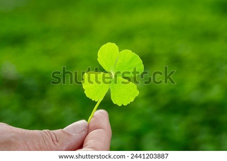 Similar – young hand in turquoise jacket holds four-leaf green clover