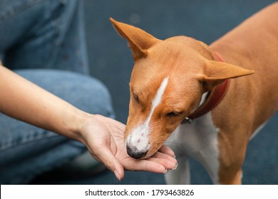 Unrecognizable person, man or woman, hand of owner is feeding beautiful smart hungry dog from arm. Training of Basenji pedigree dog, cute beautiful pet, puppy outdoors. - Shutterstock ID 1793463826