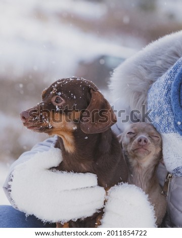 Unrecognizable person with small tiny daschund dog puppy and miniature pinscher while snow is snowing