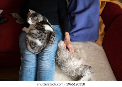 Unrecognizable Senior Lady In Her 70s Lying Down On Sofa With Her Pets - Cat And Dog In Her Lap. Elderly Woman Gently Caress Cat At Home. 