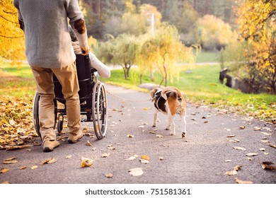 Unrecognizable senior man and elderly woman in wheelchair in autumn nature. Man with his mother or a wife on a walk with a dog. - Powered by Shutterstock