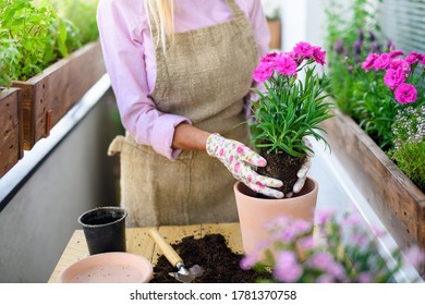 Unrecognizable Senior Woman Gardening On Balcony In Summer, Planting Flowers.