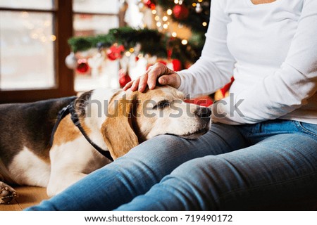 Similar – Image, Stock Photo Christmas dog