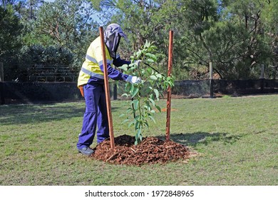 An Unrecognizable Urban Landscape Worker Planting A New Tree In A Public Park. Environment Conservation Concept. Real People. Copy Space