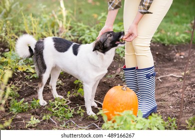 Unrecognizable woman with dog harvesting pumpkins, autumn garden