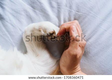 unrecognizable woman and dog at home making a heart shape with hand and paw. Love concept