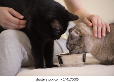 Unrecognizable Woman Feeding Her Two Cats At Home