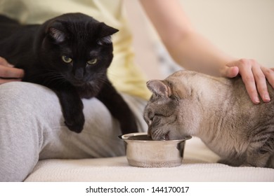 Unrecognizable Woman Feeding Her Two Cats At Home