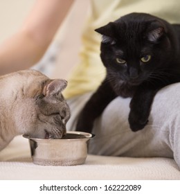 Unrecognizable Woman Feeding Her Two Cats At Home