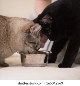 Unrecognizable Woman Feeding Her Two Cats At Home