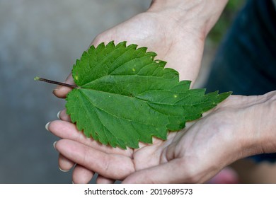 Unrecognizable woman holding common nettle (Urtica dioica) leaf in her hands. Female hand with common nettle (Urtica dioica) leaf .
