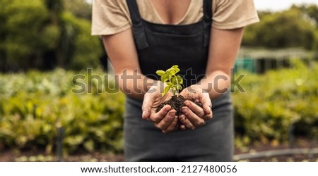 Unrecognizable woman holding a green seedling growing in soil. Anonymous female organic farmer protecting a young plant in her garden. Sustainable female farmer planting a sapling on her farm.