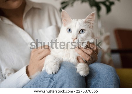 Unrecognizable woman holding on knees her beautiful fluffy white cat at home, caressing, playing.Pet,animal care, love,friendship concept.International cat's day idea.Copy space.