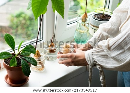 Unrecognizable woman holding retro jar with avocado seed with sapling growing in water. Agriculture and ecology, second life for avocado. Modern home decor. Minimalistic concept of plants composition.