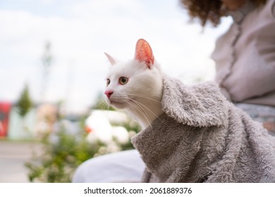 An Unrecognizable Woman Holds A White Cat Wrapped In A Blanket On Her Lap.