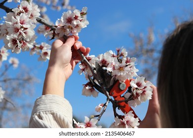 Unrecognizable Woman Pruning A Cherry Blossom Tree During The Spring Time