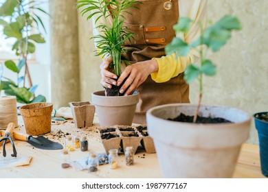 Unrecognizable woman replanting purchased houseplant flower chamaedorea in larger pot, closeup of earthen lump. Cultivation and caring for indoor potted plants. Hobbies and leisure, home gardening - Powered by Shutterstock