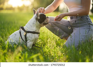 Unrecognizable Woman Training And Petting Purebred French Bulldog Wearing Leash. Close Up Of Pet Smelling Treats From Hand Of Female Dog Owner In City Park, Summer Day. Animal Training Concept.