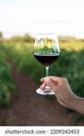 Unrecognizable Woman's Hand Holding A Glass Of Red Wine In A Vineyard Field.