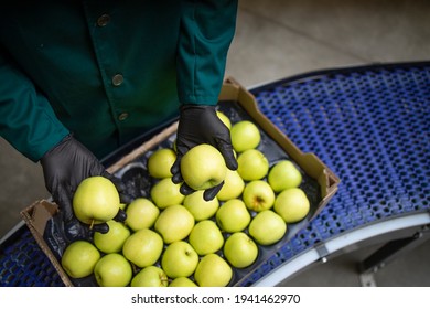 Unrecognizable Worker Checking Quality Of Green Organic Apples While Being Transported Via Conveyer Belt In Food Processing Factory.